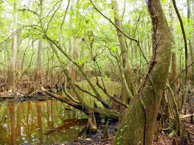 File:Florida-swamp-land-i-sheri-mcleroy.jpg