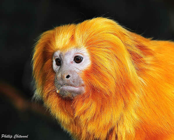 File:Monkeys.jpg