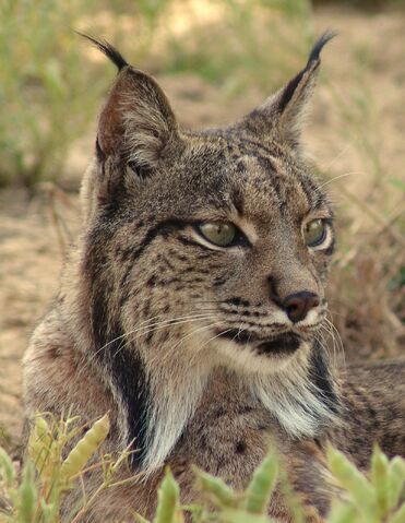 File:Lynx-pardina3.jpg