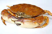 Stone crab1
