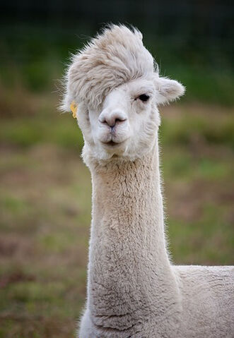 File:Hipster-llama-l.jpg