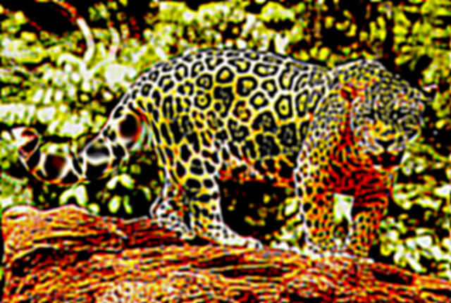 File:Jaguar Mutt.jpg