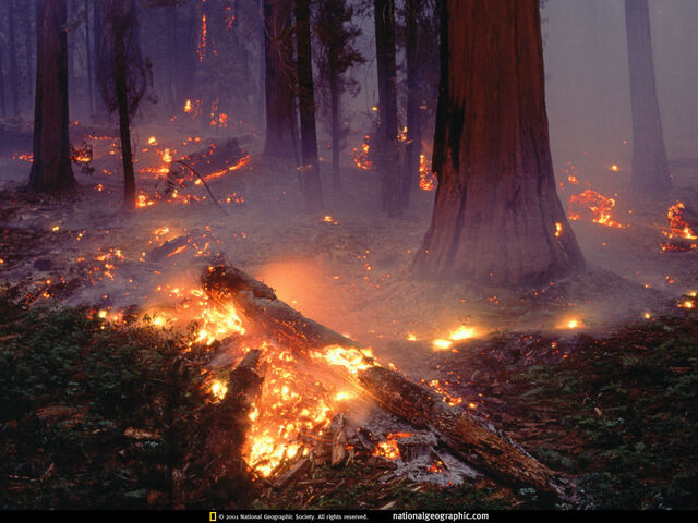 File:Seqouia Forest Fire.jpeg