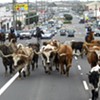 File:Stampeding cows.jpg