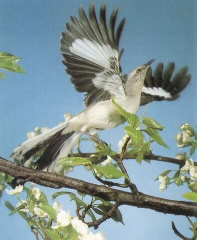 File:Wing-fast-takeoff-Mockingbird.jpg