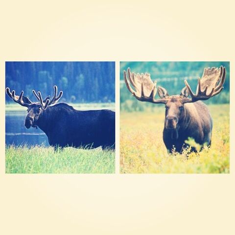 File:Moose.jpg