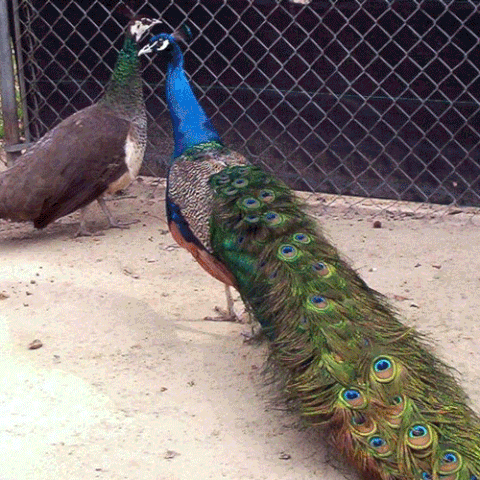 File:Peacocks.gif