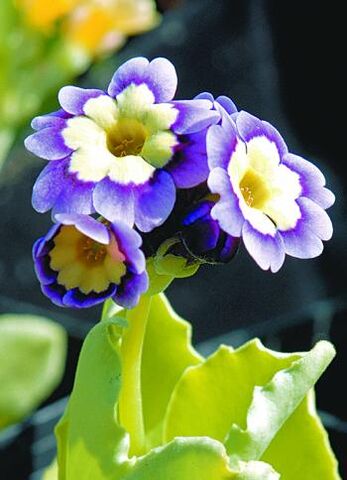 File:Primrose cc preview.jpg