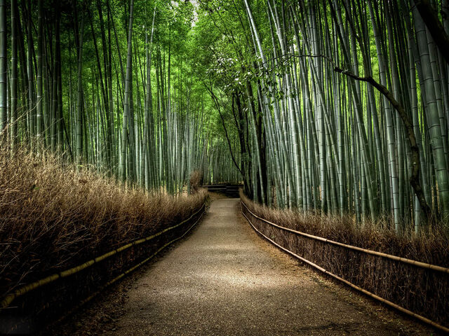 File:Usergamesbamboo.jpg