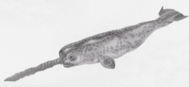 File:Narwhal Mutt.jpg