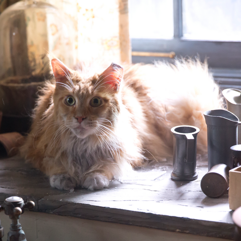 File:Buttercup.png