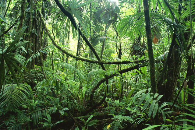 File:Jungle 1.jpg