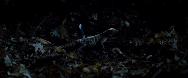 File:Knife1.jpg