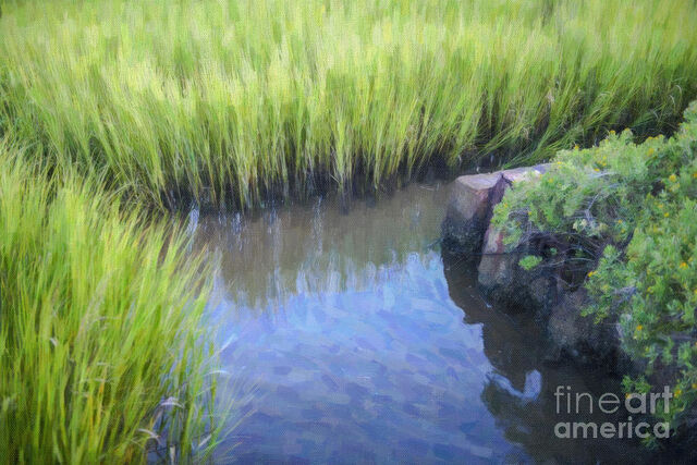File:Tall-marsh-grass-dale-powell.jpg