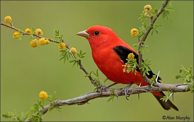 File:Beautiful-Birds12-1-.jpg