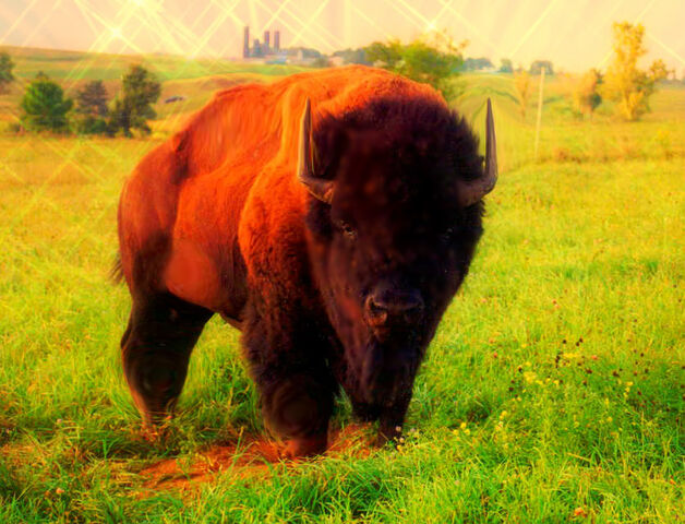 File:Bison Mutt 2.jpg