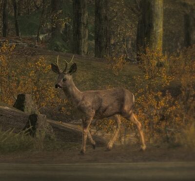Roe Deer1.jpg