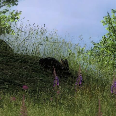 Datei:Cottontail rabbit melanistic.jpg