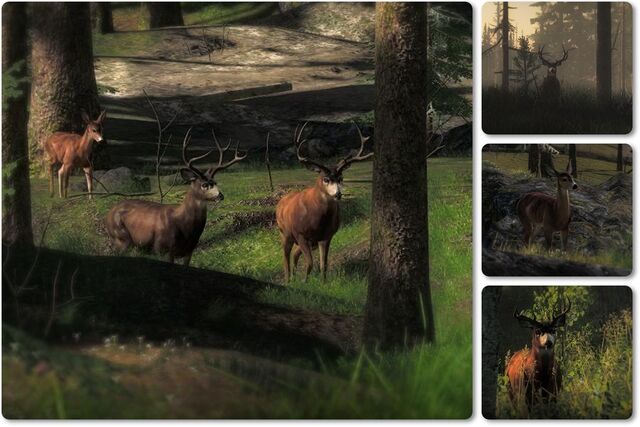 Datei:Blacktail Vorschau.jpg