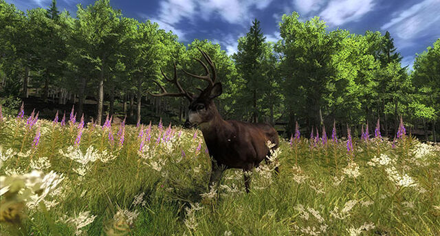 Fichier:Slider blacktail001.jpg