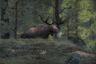 Moose 10.jpg