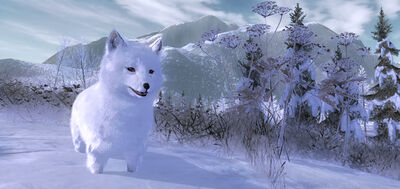 Polarfuchs02.jpg