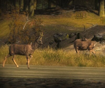 Roe Deer2.jpg