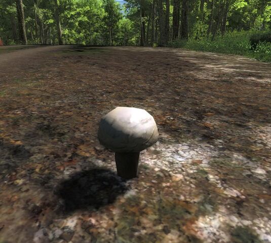 Datei:Champignon.jpg