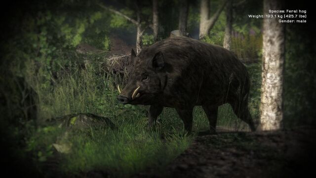 Datei:DarkHog.jpg