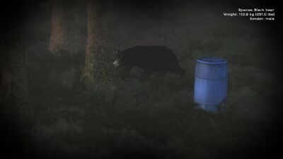 Schwarzbär am Köderfass.jpg