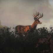 Whitetail Hauptseite.jpg