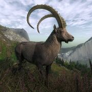 Steinbock Hauptseite.jpg