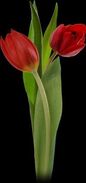 Tulip2