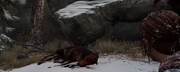 Durillon mort