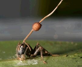 Ant.jpg
