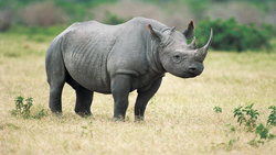 Rhinoceros