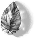 Locus