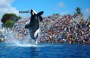 SeaWorld Shamu Show