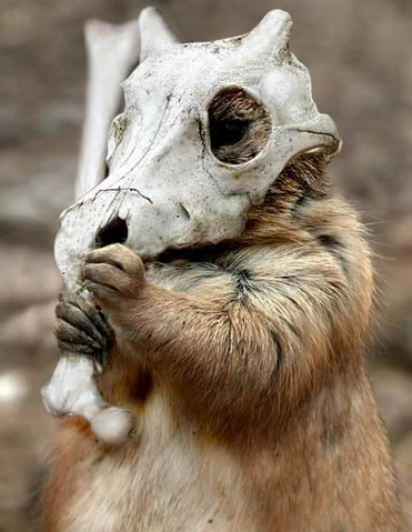 File:Real life cubone.png