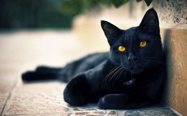 File:Black-cat-yellow-eyes.jpg