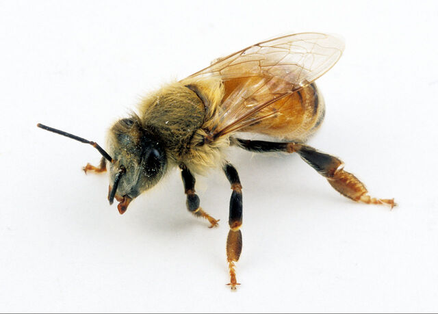 File:Bee.jpg