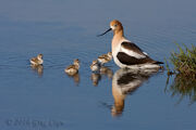 Avocet-family