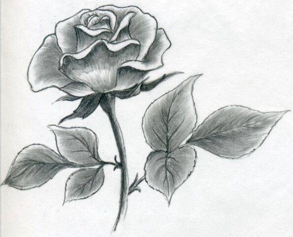 File:Rose.jpg