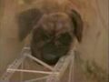 Thumbnail for version as of 21:19, September 12, 2012