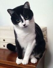 Kiesa