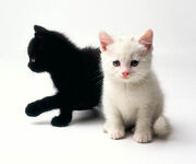 Twinkle and Dusky