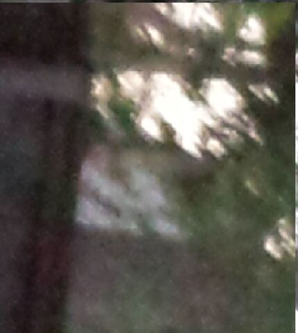 File:SLENDERMAN IN NEIGHBERS YARD.jpg
