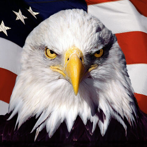 File:Eagle 600x600.jpg