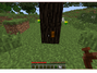 Sticky resin on tree