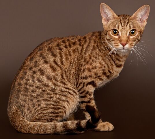 File:Spotted tabby-example.jpg